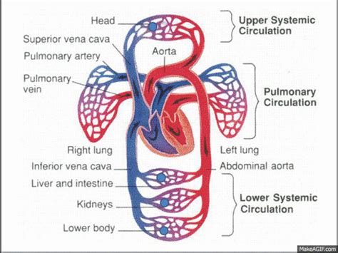 Pulmonary and Systemic Circulation on Make a GIF