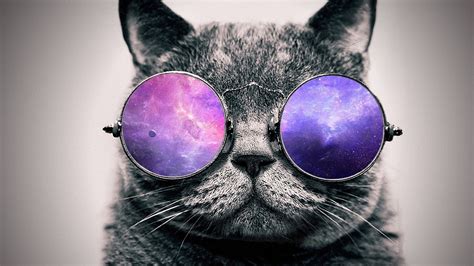 Wallpaper : black, cat, digital art, animals, sunglasses, glasses, artwork, purple, blue, nose ...