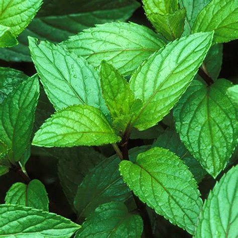 17 Medicinal Health Benefits Of Peppermint (Mentha × piperita) - Agric4Profits