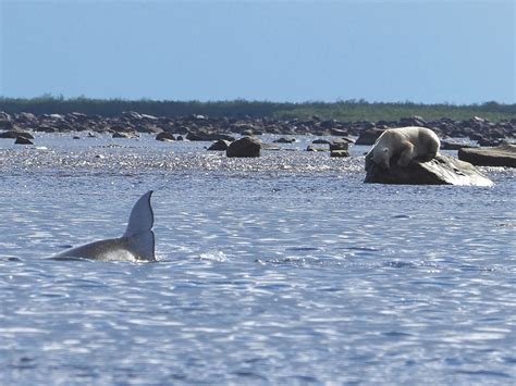 Seal River polar bears hunting belugas. Seven Worlds, One Planet series.