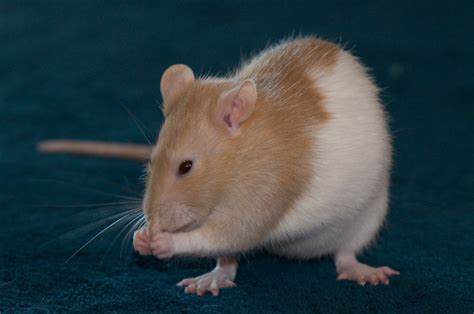 Top 10 Reasons to Have Rats as Pets | PetHelpful