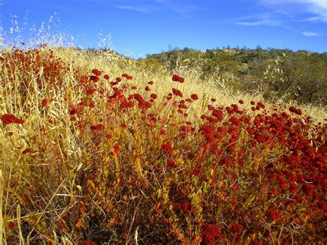 Free Autumn Meadow Stock Photo - FreeImages.com