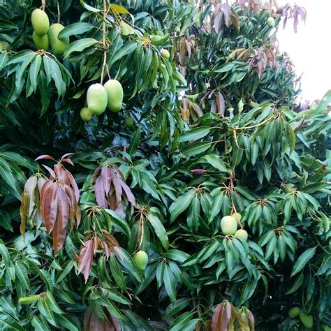 mango tree has the best fruiting season after 10 years... and all it ...