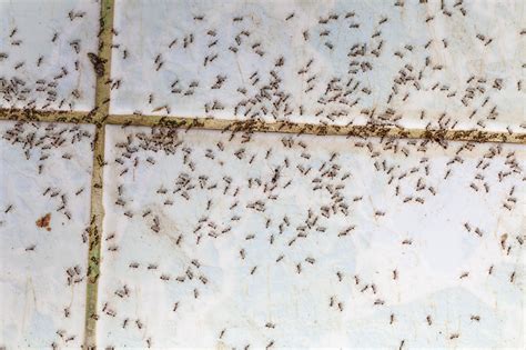 The Long-Term Effects of Ant Infestation - And What You Can Do Now - Rebel Pest Control