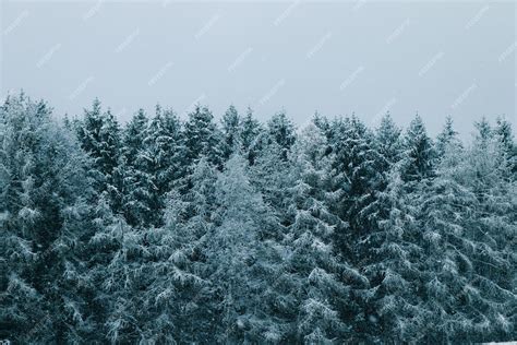 Free Photo | A blue snowy forest which is in blue