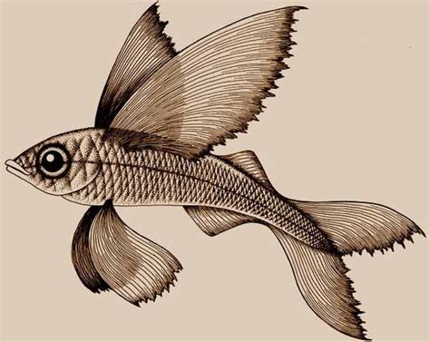 Flying fish drawing - Originally drawn for a rubber stamp, according to ...