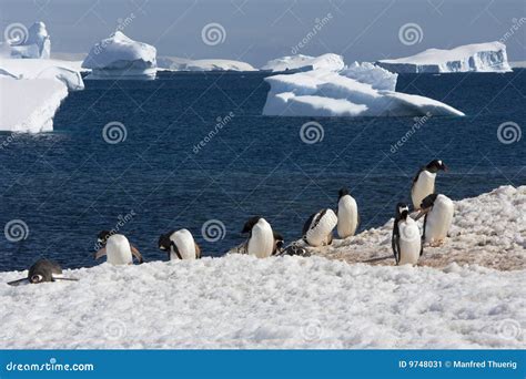 Gentoo Penguin Colony, Antarctica Stock Image - Image of mountain, rock ...