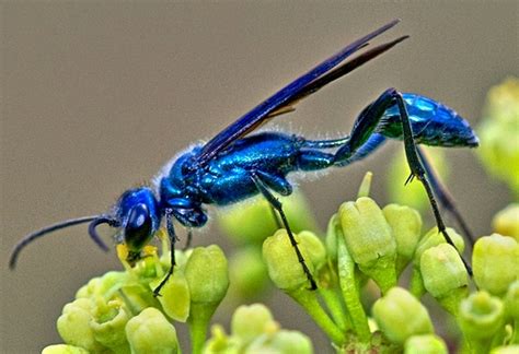 UC ANR: All You Need To Know About Mud Daubers And Spider Control