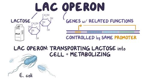 Lac operon: Video, Anatomy, Definition & Function | Osmosis