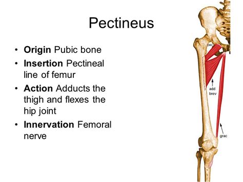 pectineus origin and insertion - Google Search | Human anatomy and physiology, Muscle anatomy ...