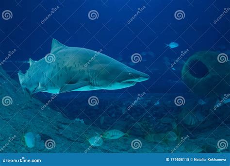 A Large Predatory Shark Swims in Sea Water Stock Image - Image of wild, trip: 179508115