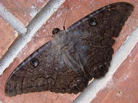 Bug Pictures: Black Witch Moth (Erebus odora) by TexasPuddyPrint