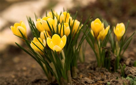 Yellow Crocus Flowers Photo wallpaper | 2560x1600 | #23752