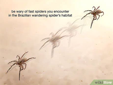 3 Ways to Identify Spiders - wikiHow