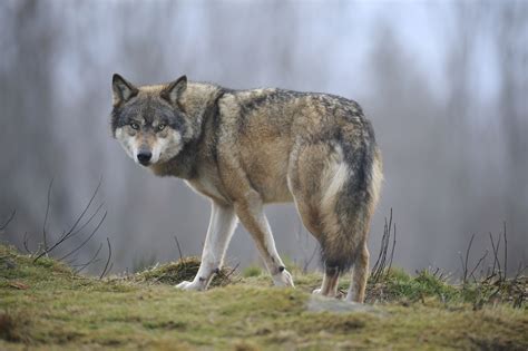 Le loup gris européen | Loups de Chabrières