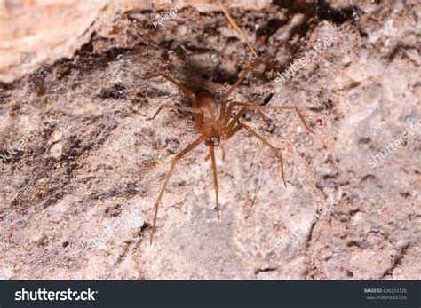 Brown Recluse Spider Habitat Stock Photo 636254726 | Shutterstock