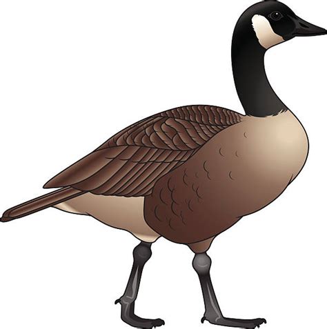 Canadian Geese Illustrations, Royalty-Free Vector Graphics & Clip Art ...