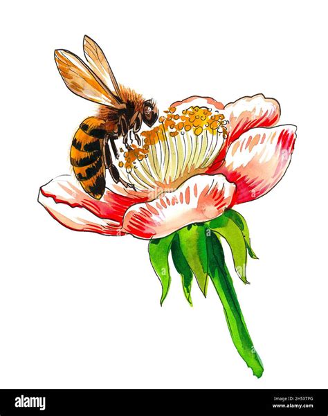 Bee drawing hi-res stock photography and images - Alamy