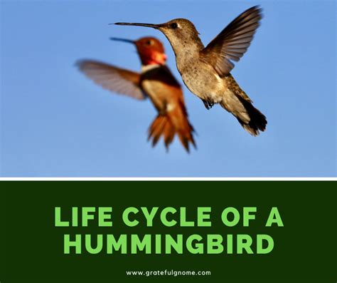 The Life Cycle of a Hummingbird | Hummingbird, Bird life cycle, Life cycles