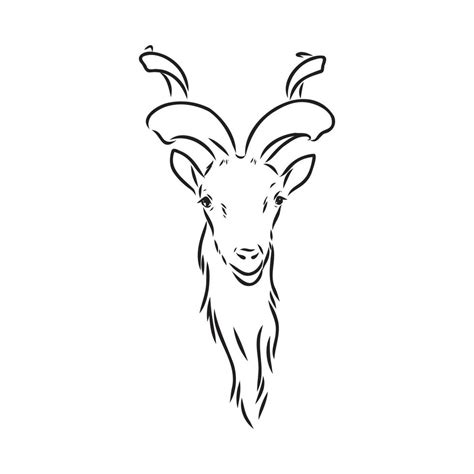 mountain goat vector sketch 7312130 Vector Art at Vecteezy