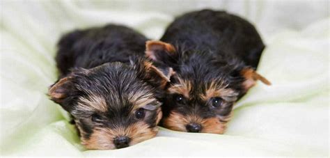 Yorkie Names - 200 Amazing Ideas For Naming Yorkshire Terriers