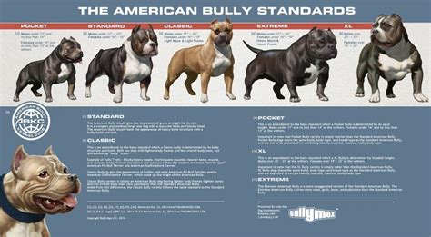 American Bully Micro Size