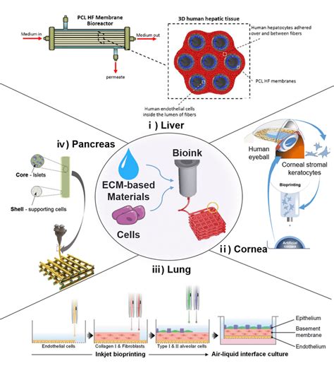 Applications of tissue engineering based on 3D bioprinting. (i)... | Download Scientific Diagram