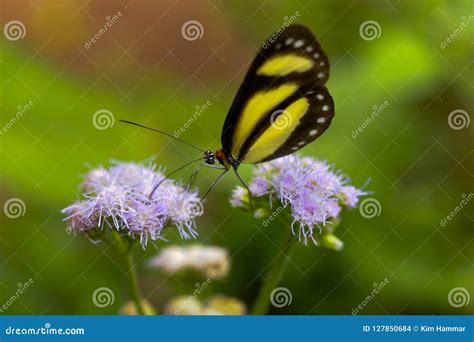 A Banded Tigerwing Butterfly Straddles Flowers To Feed. Stock Photo - Image of horizontal ...