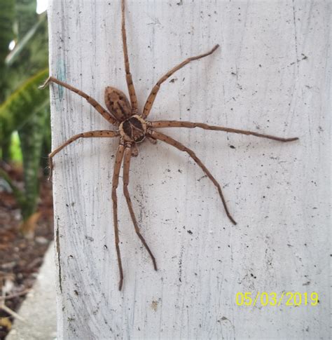 Male Heteropoda venatoria (Huntsman Spider) in St Petersburg, Florida United States