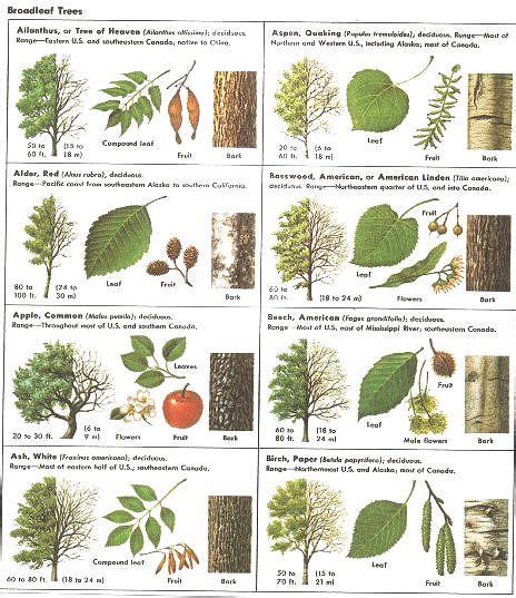 How Can Leaves Identify A Tree - An amazing guide to leaf ...