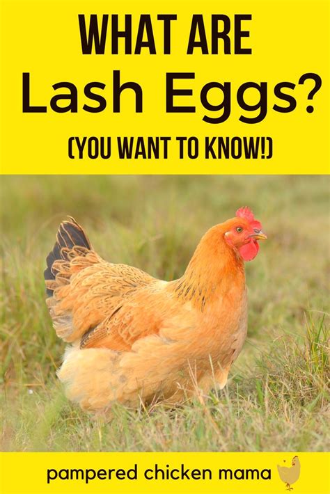 What Causes Lash Eggs & Salpingitis In Backyard Chickens? | Lash eggs, Chickens backyard, Best ...