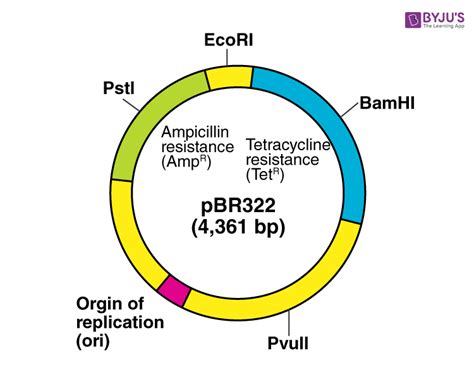 Bacterial Plasmid Structure