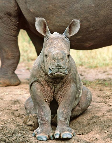 A Rhino Orphanage can Help | Baby rhino, Big animals, Animals beautiful