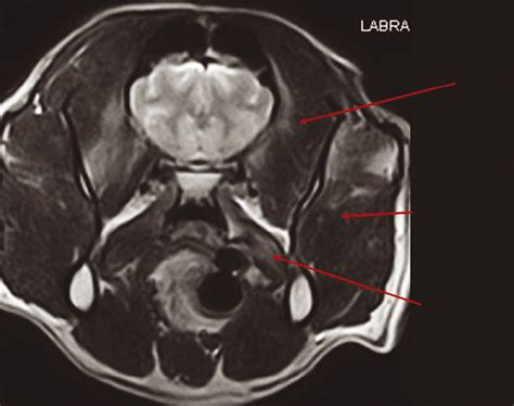 Masticatory muscle myositis in dogs | Vet Times