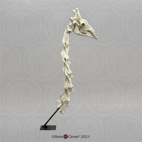 Giraffe Skull and Neck Vertebrae with Stand - Bone Clones ...