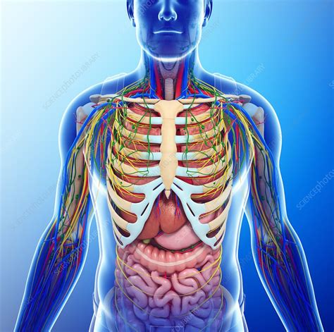 Human chest anatomy, illustration - Stock Image - F013/2649 - Science ...