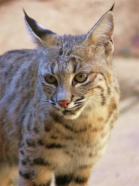 Bob the Cat Photograph by Wildlife Wilderworld - Fine Art America