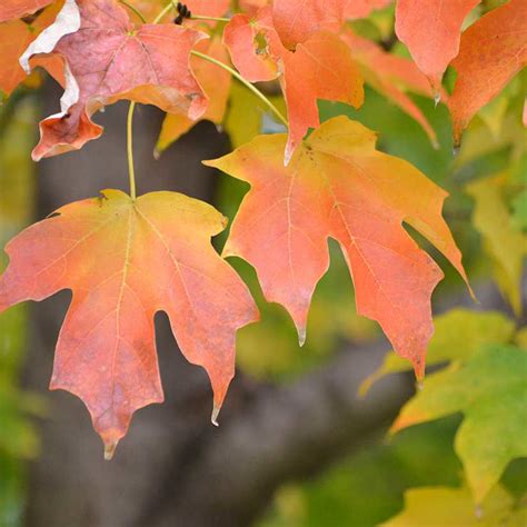 Sugar Maple tree for Sale at Arbor Day's Online Tree Nursery - Arbor ...