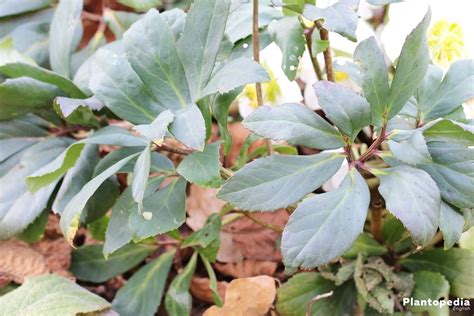 Christmas Rose, Helleborus niger - How to Plant and Care - Plantopedia