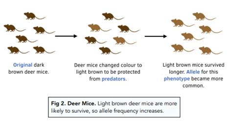 Variation - Evolution and Natural Selection (GCSE Biology) - Study Mind