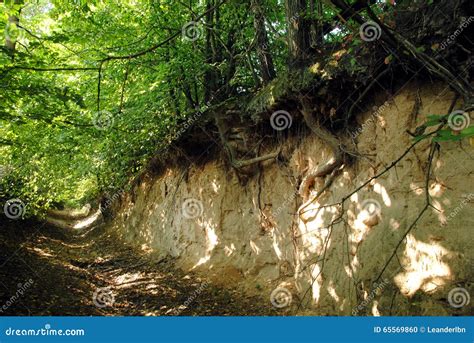 A road gully stock photo. Image of roots, road, gully - 65569860