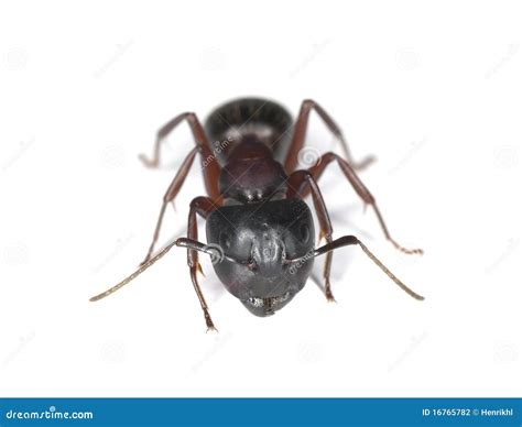 Carpenter Ant Isolated on White Stock Photo - Image of animal, creature ...