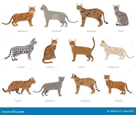 Wild Cat Type Cats, Ocelot Crossbreeds, Stripped. Domestic Cat Breeds ...