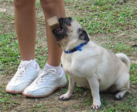 pug training | www.pugs.co.uk