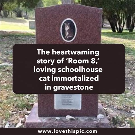 The heartwaming story of ‘Room 8,’ loving schoolhouse cat immortalized in gravestone