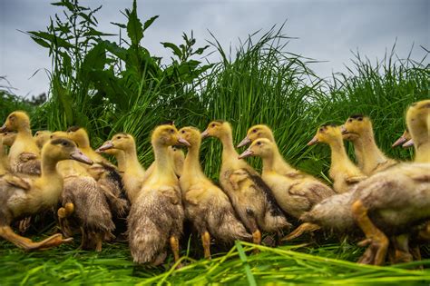 France's foie gras producers forced to conduct mass duck cull as bird ...