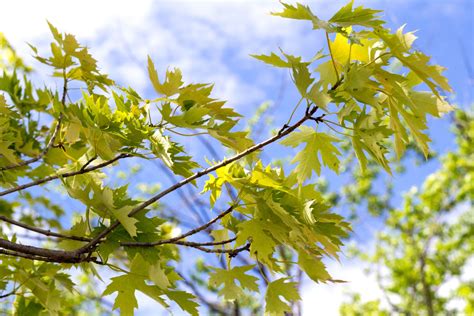 Silver Maple - Acer Saccharinum | Deciduous Trees | Cold Stream Farm