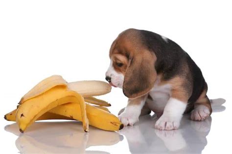 Can Dogs Eat Bananas? Answers to All of Your Questions About Feeding Dogs Fruit - Volhard Dog ...