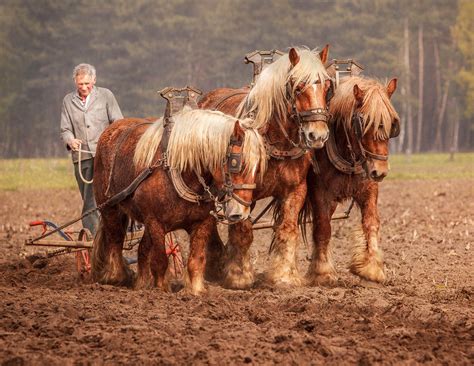 gigi embrechts #drafthorses #workinghorses #horses #farming #beautifullife | Horses, Draft ...