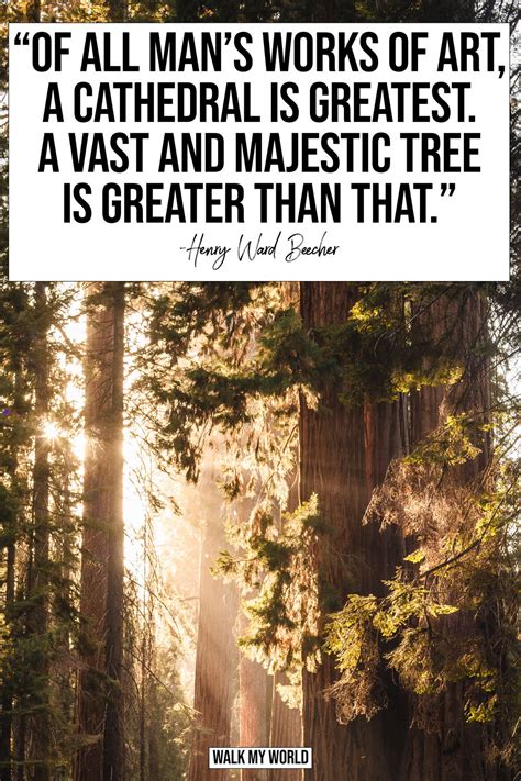 40 Inspirational Quotes about Trees — Walk My World